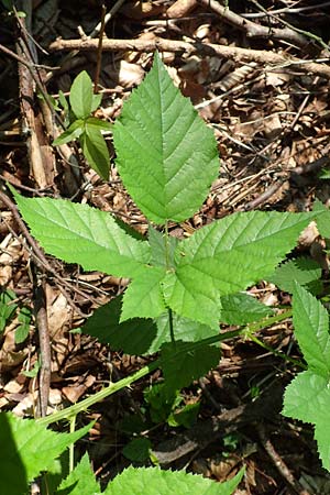 Rubus ambulans \ Wandernde Brombeere / Walking Bramble, D Petersberg-Marbach 30.7.2020