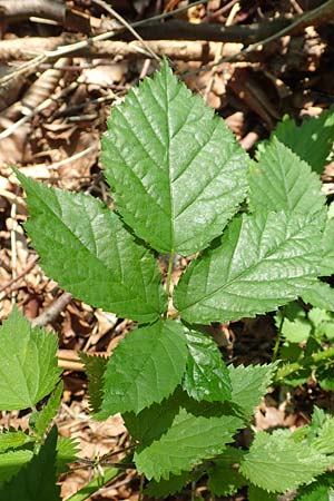 Rubus ambulans \ Wandernde Brombeere / Walking Bramble, D Petersberg-Marbach 30.7.2020