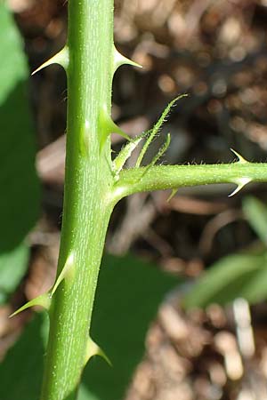 Rubus ambulans \ Wandernde Brombeere / Walking Bramble, D Petersberg-Marbach 30.7.2020