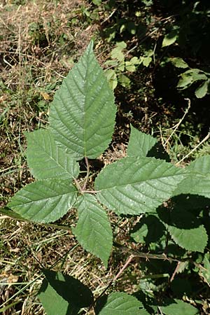 Rubus ambulans \ Wandernde Brombeere / Walking Bramble, D Hofbieber-Obern&uuml;st 30.7.2020