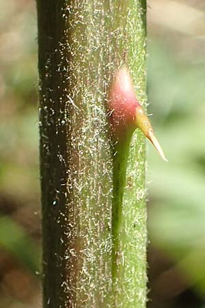 Rubus ambulans \ Wandernde Brombeere / Walking Bramble, D Hofbieber-Obern&uuml;st 30.7.2020