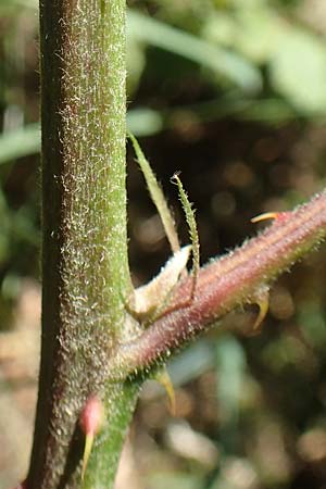 Rubus ambulans \ Wandernde Brombeere / Walking Bramble, D Hofbieber-Obern&uuml;st 30.7.2020