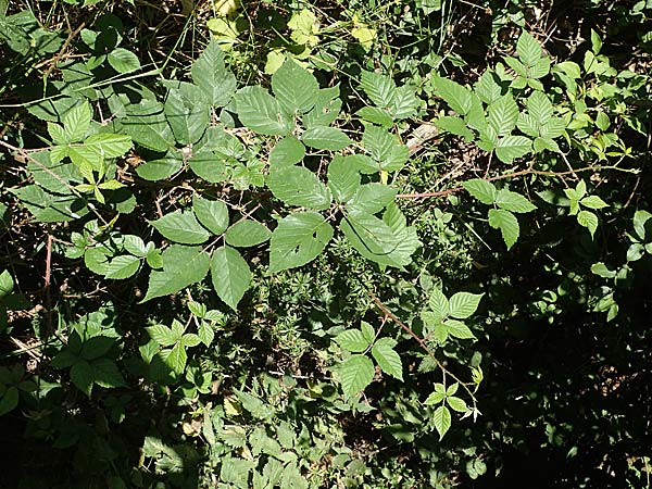 Rubus ambulans \ Wandernde Brombeere / Walking Bramble, D Hofbieber-Obern&uuml;st 30.7.2020