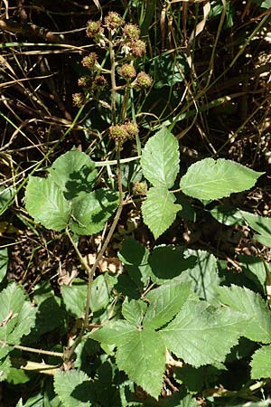 Rubus ambulans \ Wandernde Brombeere / Walking Bramble, D Hofbieber-Obern&uuml;st 30.7.2020
