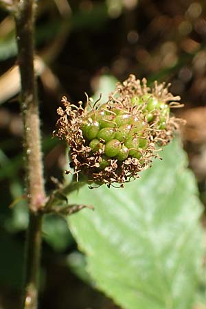 Rubus ambulans \ Wandernde Brombeere / Walking Bramble, D Hofbieber-Obern&uuml;st 30.7.2020