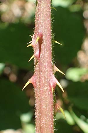 Rubus ambulans \ Wandernde Brombeere / Walking Bramble, D Hofbieber-Obern&uuml;st 30.7.2020