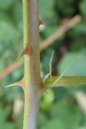 Rubus austroslovacus \ S&uuml;dslowakische Brombeere / Southern Slovakian Bramble, D Odenwald, F&uuml;rth-Erlenbach 27.8.2020