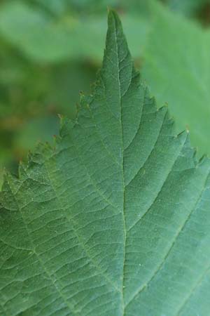 Rubus austroslovacus \ S&uuml;dslowakische Brombeere / Southern Slovakian Bramble, D Odenwald, F&uuml;rth-Erlenbach 27.8.2020
