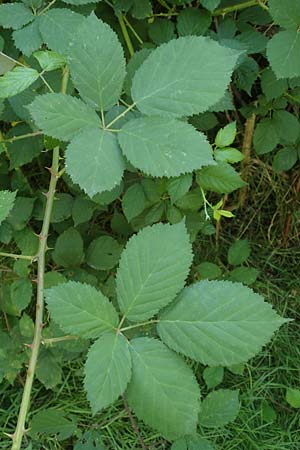 Rubus austroslovacus \ S&uuml;dslowakische Brombeere / Southern Slovakian Bramble, D Odenwald, F&uuml;rth-Erlenbach 27.8.2020