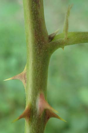 Rubus austroslovacus \ S&uuml;dslowakische Brombeere / Southern Slovakian Bramble, D Odenwald, F&uuml;rth-Erlenbach 27.8.2020