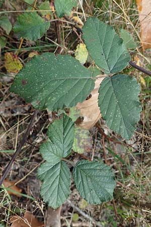 Rubus arduennensis \ Ardennen-Brombeere / Ardennes Bramble, D B&uuml;rstadt 25.10.2020