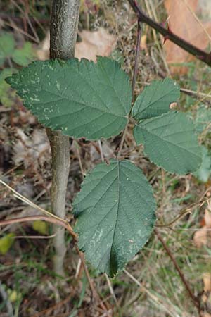 Rubus arduennensis \ Ardennen-Brombeere / Ardennes Bramble, D B&uuml;rstadt 25.10.2020