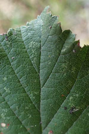 Rubus arduennensis \ Ardennen-Brombeere / Ardennes Bramble, D B&uuml;rstadt 25.10.2020