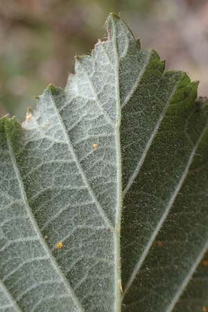 Rubus arduennensis \ Ardennen-Brombeere / Ardennes Bramble, D B&uuml;rstadt 25.10.2020