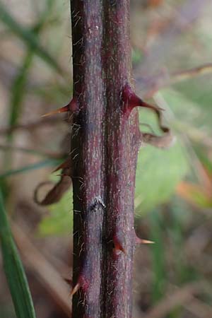 Rubus arduennensis \ Ardennen-Brombeere / Ardennes Bramble, D B&uuml;rstadt 25.10.2020
