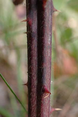 Rubus arduennensis \ Ardennen-Brombeere / Ardennes Bramble, D B&uuml;rstadt 25.10.2020