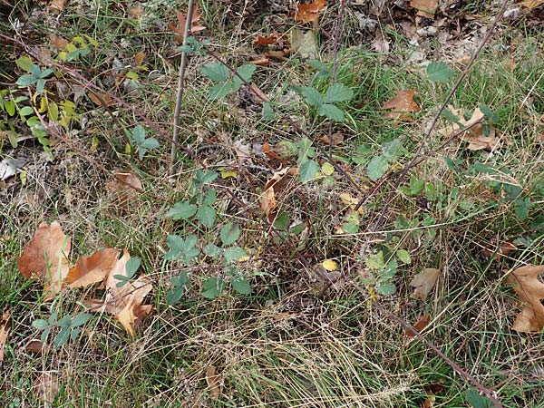 Rubus arduennensis \ Ardennen-Brombeere / Ardennes Bramble, D B&uuml;rstadt 25.10.2020