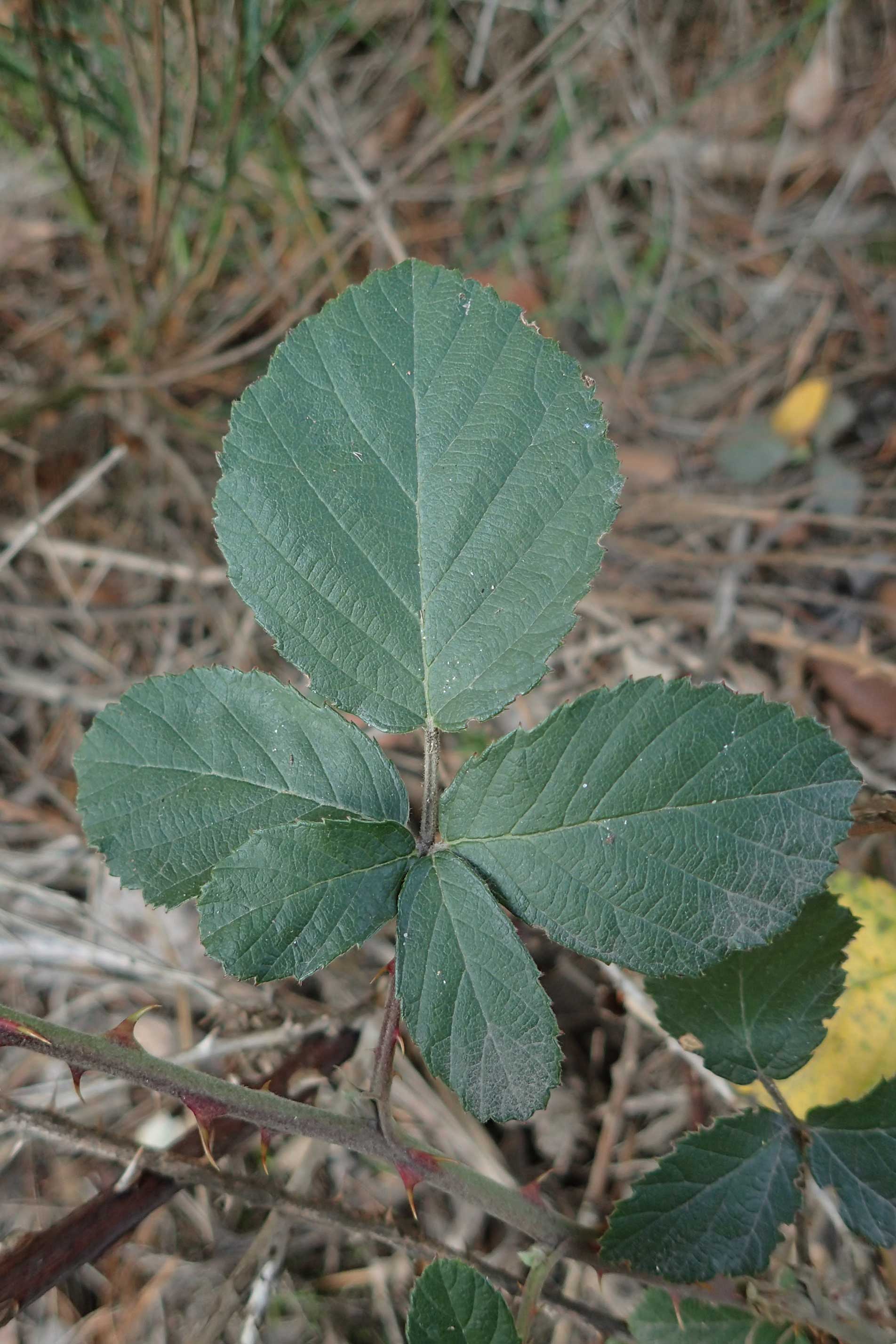 Rubus arduennensis \ Ardennen-Brombeere / Ardennes Bramble, D B&uuml;rstadt 25.10.2020