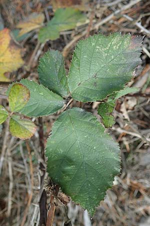 Rubus arduennensis \ Ardennen-Brombeere / Ardennes Bramble, D B&uuml;rstadt 25.10.2020