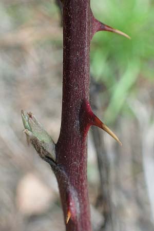 Rubus arduennensis \ Ardennen-Brombeere / Ardennes Bramble, D B&uuml;rstadt 25.10.2020