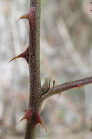 Rubus arduennensis \ Ardennen-Brombeere / Ardennes Bramble, D B&uuml;rstadt 25.10.2020