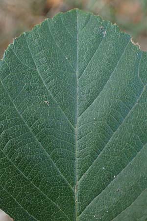 Rubus arduennensis \ Ardennen-Brombeere / Ardennes Bramble, D B&uuml;rstadt 25.10.2020