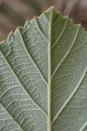 Rubus arduennensis \ Ardennen-Brombeere / Ardennes Bramble, D B&uuml;rstadt 25.10.2020