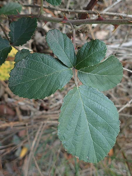 Rubus arduennensis \ Ardennen-Brombeere / Ardennes Bramble, D B&uuml;rstadt 25.10.2020