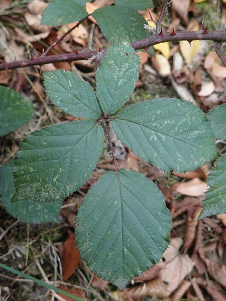 Rubus arduennensis \ Ardennen-Brombeere / Ardennes Bramble, D B&uuml;rstadt 25.10.2020