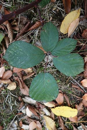 Rubus arduennensis \ Ardennen-Brombeere / Ardennes Bramble, D B&uuml;rstadt 25.10.2020