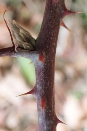 Rubus arduennensis \ Ardennen-Brombeere / Ardennes Bramble, D B&uuml;rstadt 25.10.2020