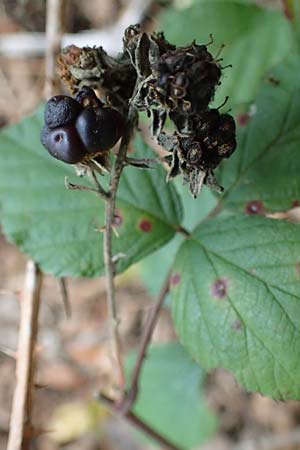 Rubus arduennensis \ Ardennen-Brombeere / Ardennes Bramble, D B&uuml;rstadt 25.10.2020