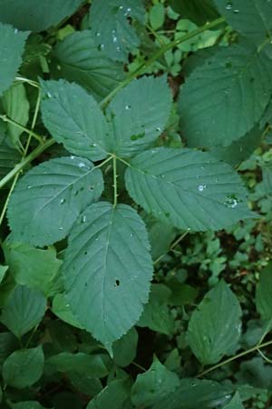 Rubus allegheniensis \ Allegheny-Brombeere / Allegheny Blackberry, D Osnabr&uuml;ck 10.8.2021