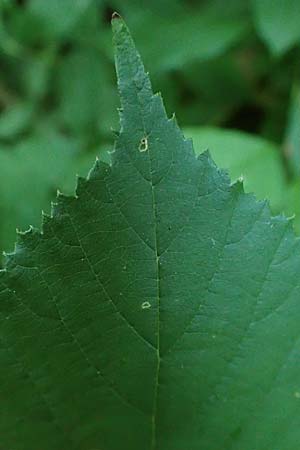 Rubus allegheniensis \ Allegheny-Brombeere / Allegheny Blackberry, D Osnabr&uuml;ck 10.8.2021