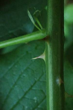 Rubus allegheniensis \ Allegheny-Brombeere / Allegheny Blackberry, D Osnabr&uuml;ck 10.8.2021