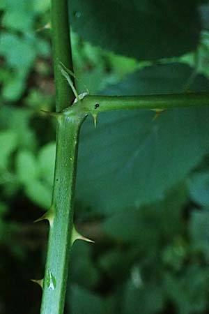 Rubus allegheniensis \ Allegheny-Brombeere / Allegheny Blackberry, D Osnabr&uuml;ck 10.8.2021