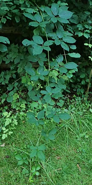 Rubus allegheniensis \ Allegheny-Brombeere / Allegheny Blackberry, D Osnabr&uuml;ck 10.8.2021