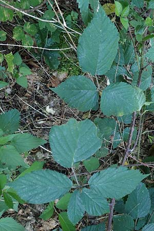 Rubus appropinquatus \ Angen�herte Haselblatt-Brombeere / Approximate Bramble, D Odenwald, F&uuml;rth 21.8.2021