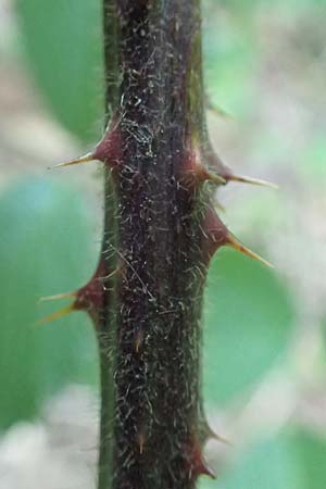 Rubus appropinquatus \ Angen�herte Haselblatt-Brombeere / Approximate Bramble, D Odenwald, F&uuml;rth 21.8.2021