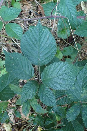 Rubus appropinquatus \ Angen�herte Haselblatt-Brombeere / Approximate Bramble, D Odenwald, F&uuml;rth 21.8.2021