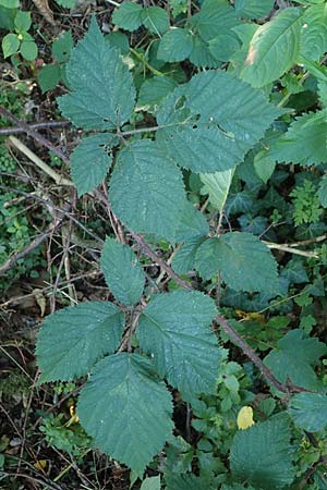 Rubus appropinquatus \ Angen�herte Haselblatt-Brombeere / Approximate Bramble, D Odenwald, F&uuml;rth 21.8.2021