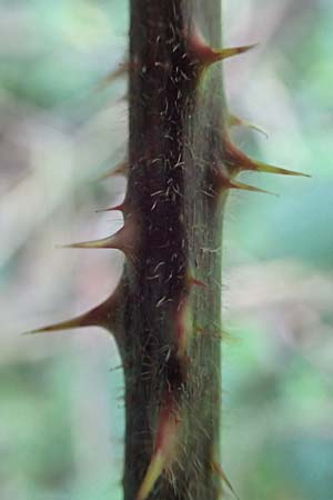 Rubus appropinquatus \ Angen�herte Haselblatt-Brombeere / Approximate Bramble, D Odenwald, F&uuml;rth 21.8.2021