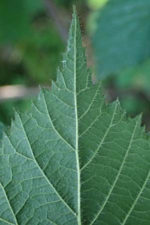 Rubus appropinquatus \ Angen�herte Haselblatt-Brombeere / Approximate Bramble, D Odenwald, F&uuml;rth 21.8.2021