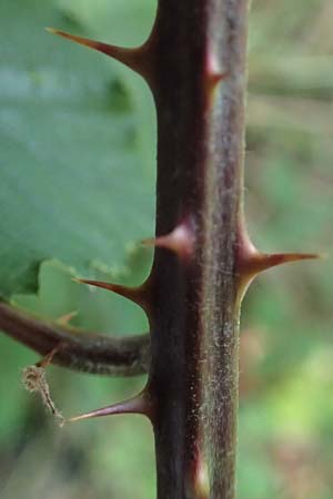Rubus amiantinus \ Asbestschimmernde Brombeere / Asbestos-Gleaming Bramble, D Odenwald, Birkenau 21.8.2021