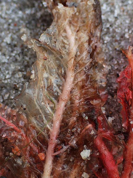 Agardhiella subulata ? \ Agardhiella / Agardhiella, D Hohwacht 13.9.2021