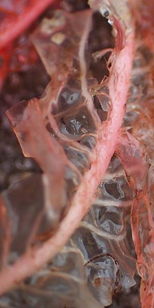 Agardhiella subulata ? \ Agardhiella / Agardhiella, D Hohwacht 13.9.2021