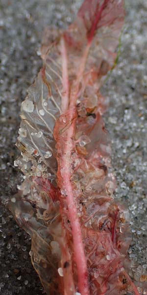 Agardhiella subulata ? \ Agardhiella / Agardhiella, D Hohwacht 13.9.2021