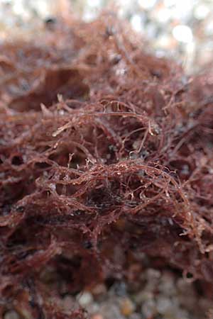 Rhodophytina specB ? \ Rot-Alge / Red Alga, D Hohwacht 14.9.2021