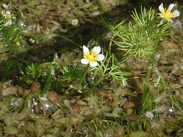 Ranunculus circinatus ? \ Spreizender Wasser-Hahnenfu� / Fan-Leaved Water Crowfoot, D Th&uuml;ringen, Bad Frankenhausen 10.6.2022