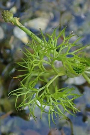 Ranunculus circinatus ? \ Spreizender Wasser-Hahnenfu� / Fan-Leaved Water Crowfoot, D Th&uuml;ringen, Bad Frankenhausen 10.6.2022